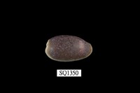 藏品(愛龍寶螺)的圖片